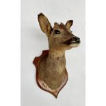 A taxidermy mounted deer head, on a shield shape oak plaque, overall height 42cm.