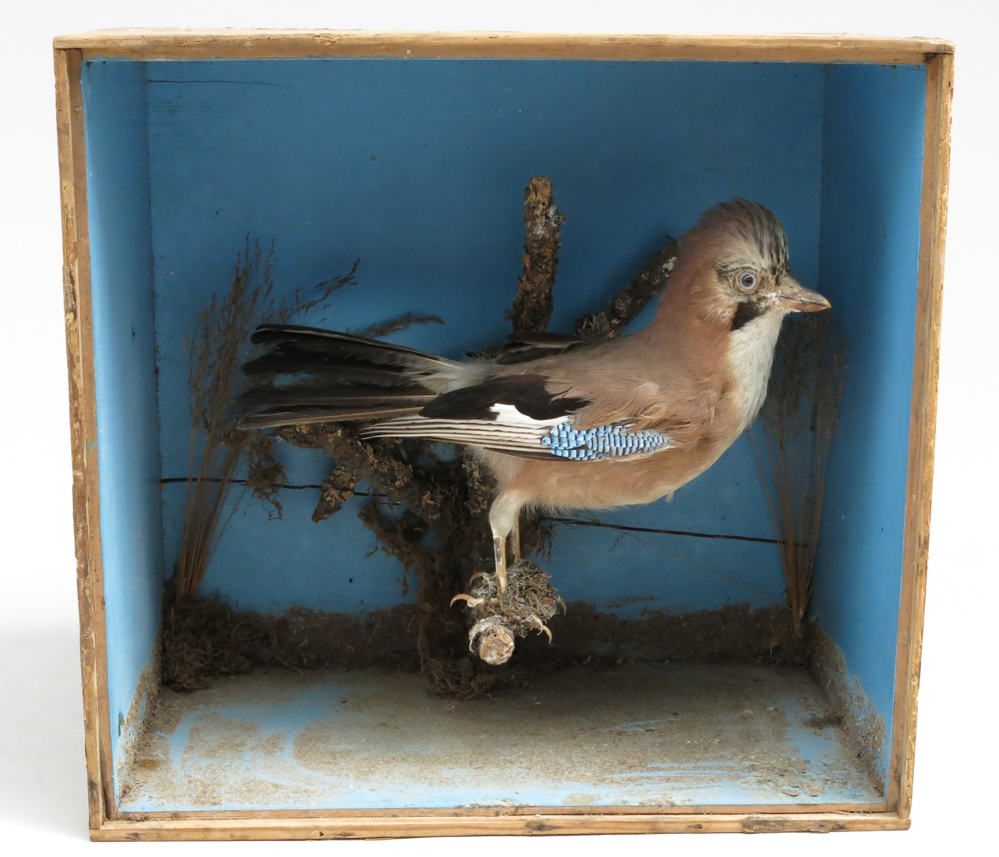 A taxidermy jay mounted on a branch in a painted pine case, height 38cm, width 40cm, depth 24cm.