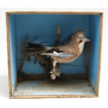 A taxidermy jay mounted on a branch in a painted pine case, height 38cm, width 40cm, depth 24cm.