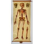 A large anatomical chart by J Teck, showing the human skeleton, height 162cm, width 70cm.
