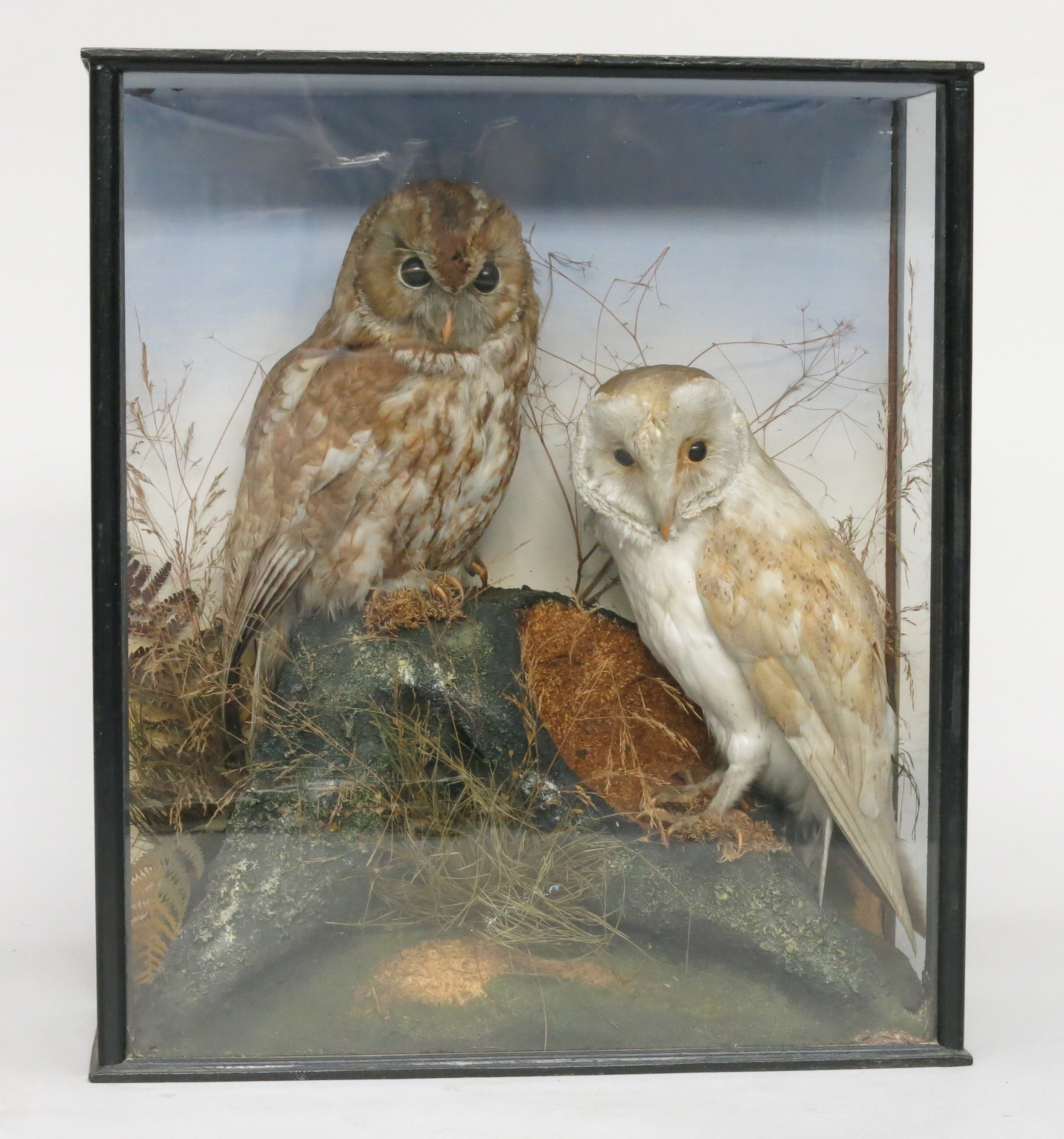 Two taxidermy owls, a tawny and a barn owl,