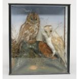 Two taxidermy owls, a tawny and a barn owl,
