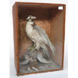 A taxidermy peregrine falcon with prey in a naturalistic setting with grasses feeding on a pigeon,