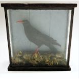 A taxidermy Cornish chough, in glazed display case, height 45cm, width 45cm.