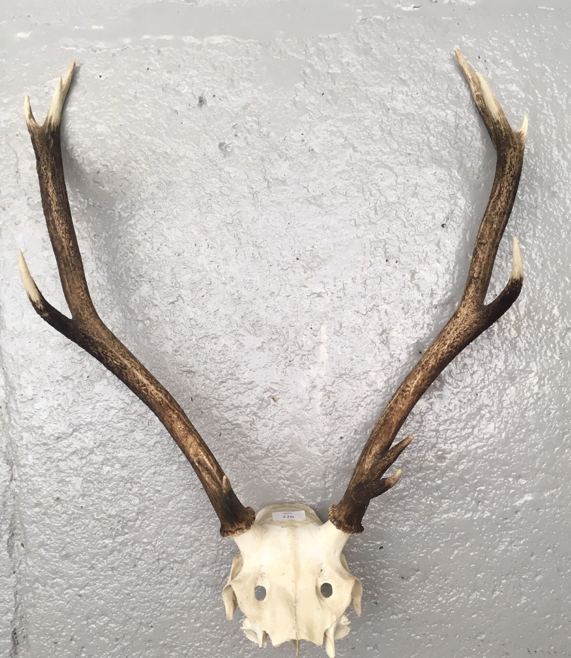 A pair of antlers with scull. (Dimensions: Height 72cm, width 57cm)(Height 72cm, width 57cm)