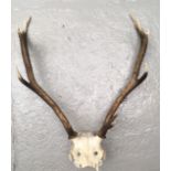 A pair of antlers with scull. (Dimensions: Height 72cm, width 57cm)(Height 72cm, width 57cm)