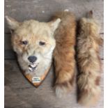 A 20th century taxidermy fox mask on oak shield, and two fox brushes (3). (Dimensions: Mask - height