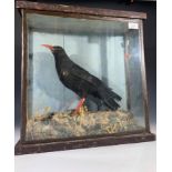 A taxidermy Cornish chough, in glazed display case, height 45cm, width 45cm.