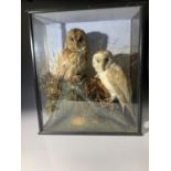 A late 19th/early 20th century taxidermy study of two owls - a tawny owl and a barn owl - mounted in