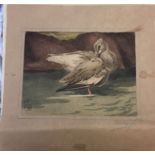 English School, early 20th century Two studies of birds Watercolour Inscribed as titled in pencil (
