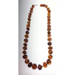 An amber necklace consisting of graduated pebble shaped beads, length 55.5cm.