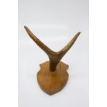 A pair of antlers mounted on a pair of wooden shields. (Dimensions: 23cm x 17cm overall.)(23cm x