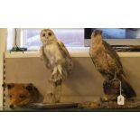 Taxidermy - a fox mask, barn owl and buzzard? (3)