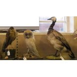 Taxidermy - sparrow hawk, barn owl and a goose (3)
