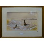 Watercolour of pheasants, signed Tovey