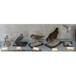 Taxidermy, uncased birds - willow warbler, water rail, song thrush, a young starling and a young