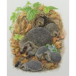 Richard W Orr, gouache, signed, study of hedgehogs, 32cm by 26cm