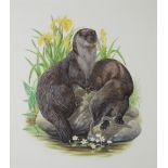 Richard W Orr, gouache signed, study of otters 34.5cm x 30.5cm