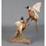 Taxidermy, 2 stuffed and mounted fighting pheasants (some feather loss to one) 94cm h x 48cm w x