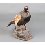 Taxidermy, a stuffed and mounted Capercaillie raised on an oval naturalistic base 65cm h x 75cm w