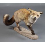 Taxidermy, a stuffed and mounted fox 50cm h x 72cm w x 20cm d