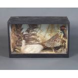 Taxidermy, a stuffed and mounted cock pheasant with hen pheasant, set in naturalistic