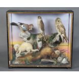Taxidermy, an arrangement of 2 mink, an owl, a jay and a kestrel, set in a naturalistic