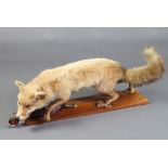 Taxidermy, a stuffed and mounted fox on a rectangular mahogany plaque with pheasant 29cm h x 91cm