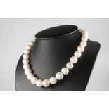 A string of cultured pearls with a 9ct white gold clasp, 40cm