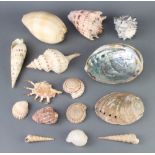 A collection of sea shells