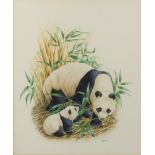 Richard W Orr, gouache signed, study of pandas 34cm x 29cm