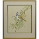 H Clarke Ornithological School, Mixed media, Crested Tit bird on a branch, Signed lower right.