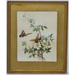 XX, Botanical School, Watercolours, Butterflies and Dogrose,