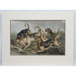 Bloodhounds: After J Bledloe Godward (act 1880-1894), Hand coloured etching,
