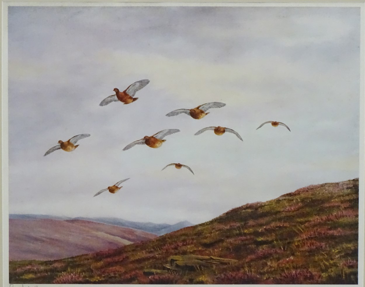 Geoffrey Campbell Black (XX), Signed coloured print, Gamebirds, Grouse flying over heather, - Image 5 of 6