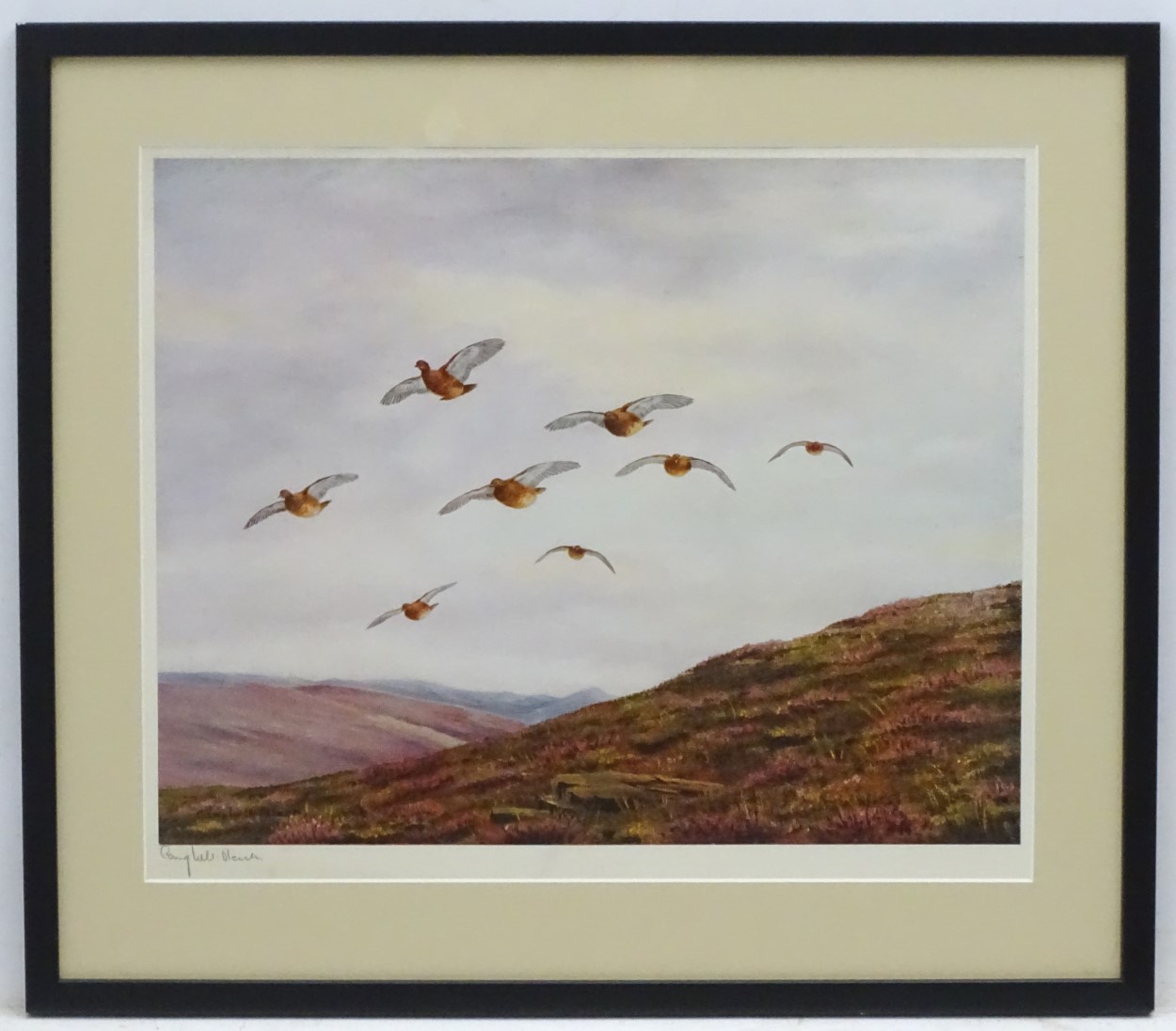 Geoffrey Campbell Black (XX), Signed coloured print, Gamebirds, Grouse flying over heather,