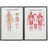 Medical / Anatomical: a pair of Doctor's mid - late 20thC polychrome pharmaceutical framed posters,