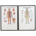 Medical / Anatomical : a pair of Doctor's mid - late 20thC polychrome pharmaceutical framed posters,