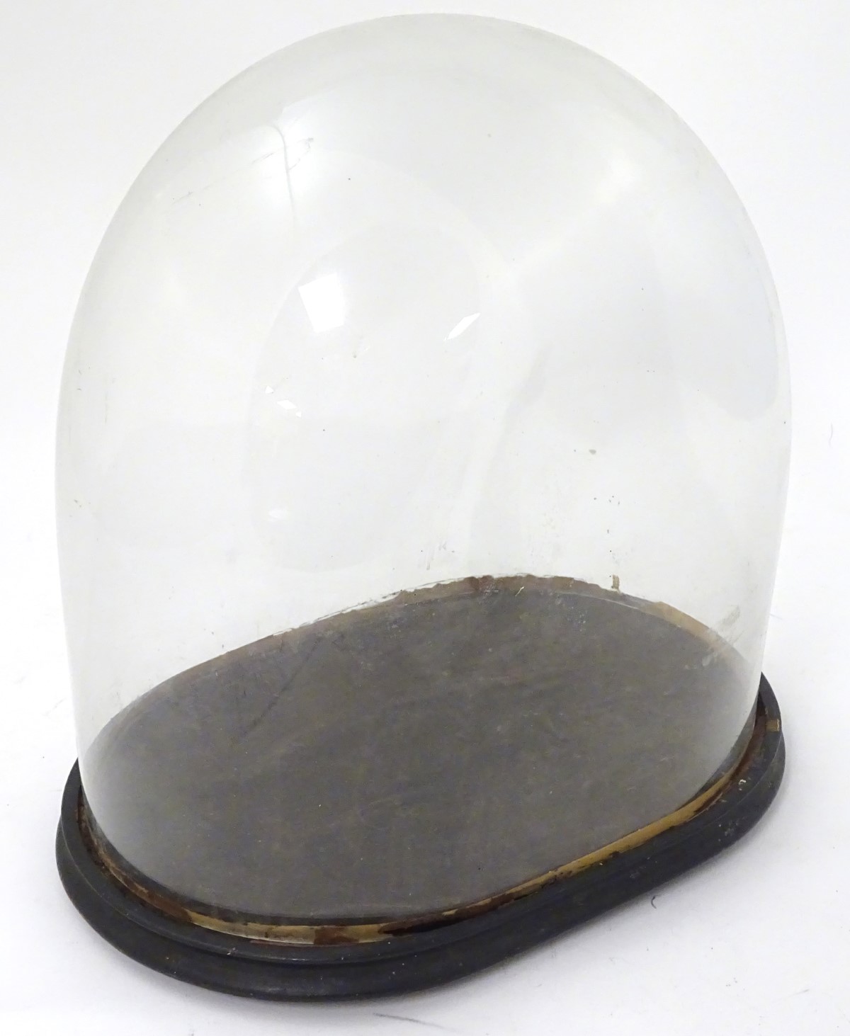 Glass dome : a Victorian glass taxidermy dome with ebonised base /socle, - Image 8 of 8