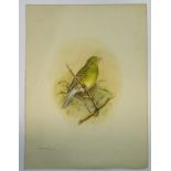Eric Gorton ( ?-2001) Ornithological School, Watercolour illustration ,