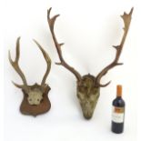 Taxidermy: an early 20thC head mount of a fallow buck, affixed to an oak plinth,