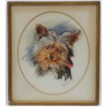 C Collas, Canine School, Watercolour an oval, Portrait of a Yorkshire Terrier dog,