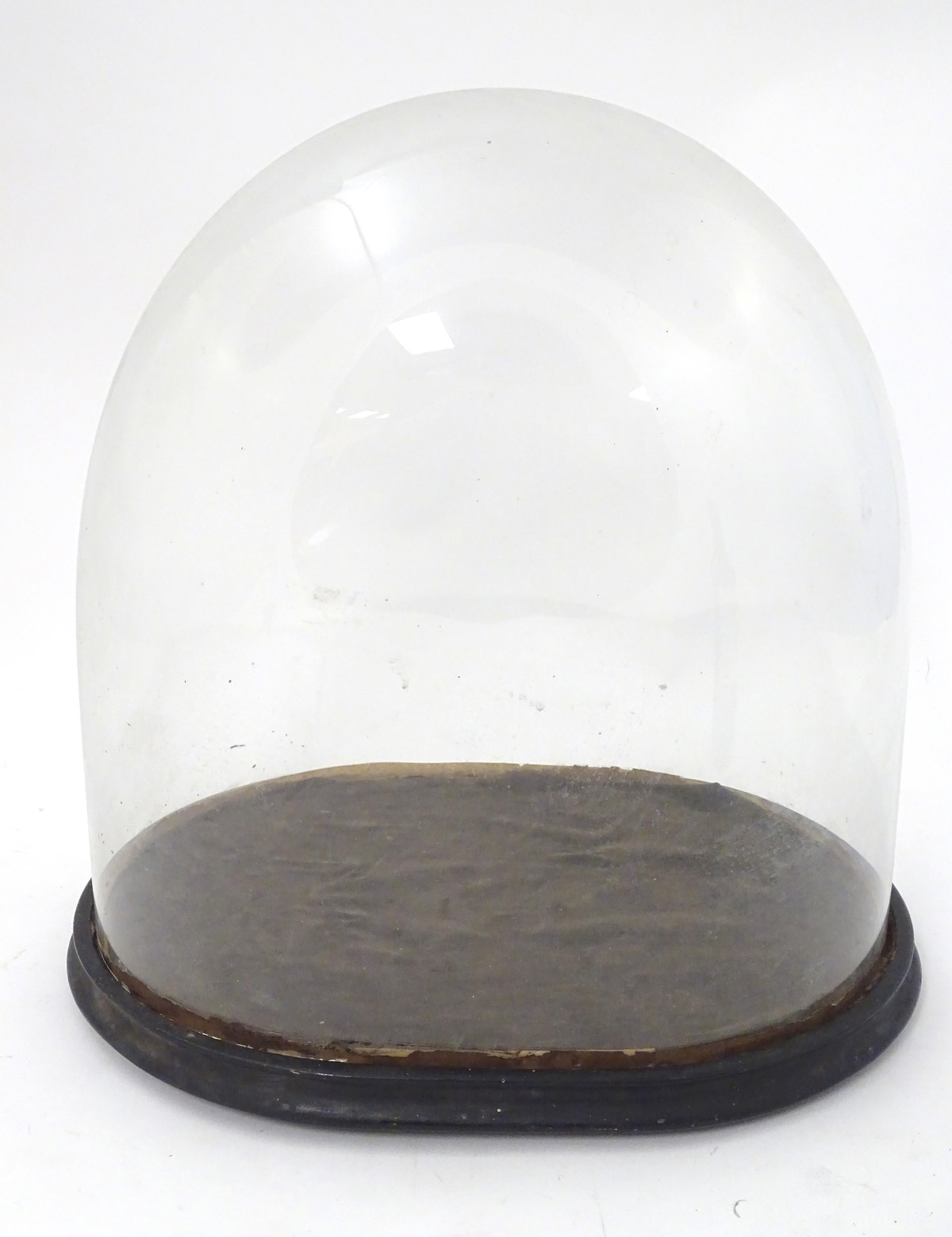 Glass dome : a Victorian glass taxidermy dome with ebonised base /socle, - Image 5 of 8