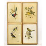 T Ashton early - mid XX, 4 assorted bird illustrations, 3 x signed lower right.