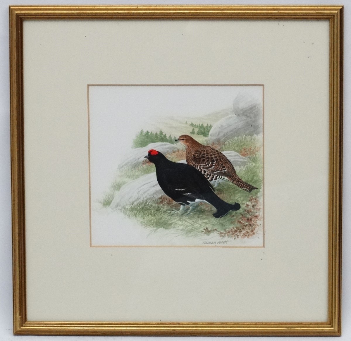 Norman Arlott (1947) Wildlife Illustrator, Watercolour, A brace of Black Grouse Scottish Game Birds,