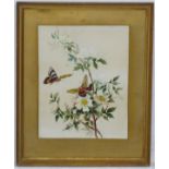 XX, Botanical School, Watercolours, Butterflies and Dogrose,