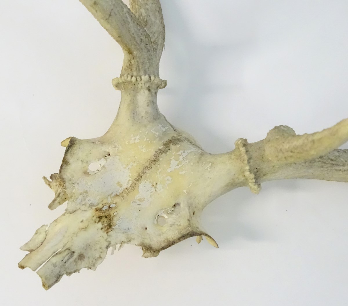 Taxidermy: the prepared 8-point antlers and partial skull of a Red stag/staggart, - Image 6 of 6