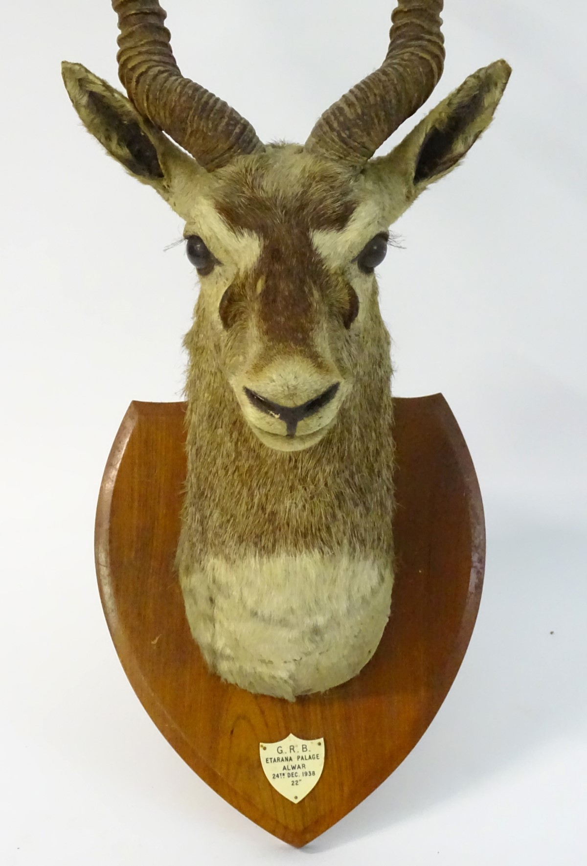Taxidermy: a shoulder mount of a Blackbuck (Antilope cervicapra) by Van Ingen & Van Ingen of Mysore - Image 4 of 10