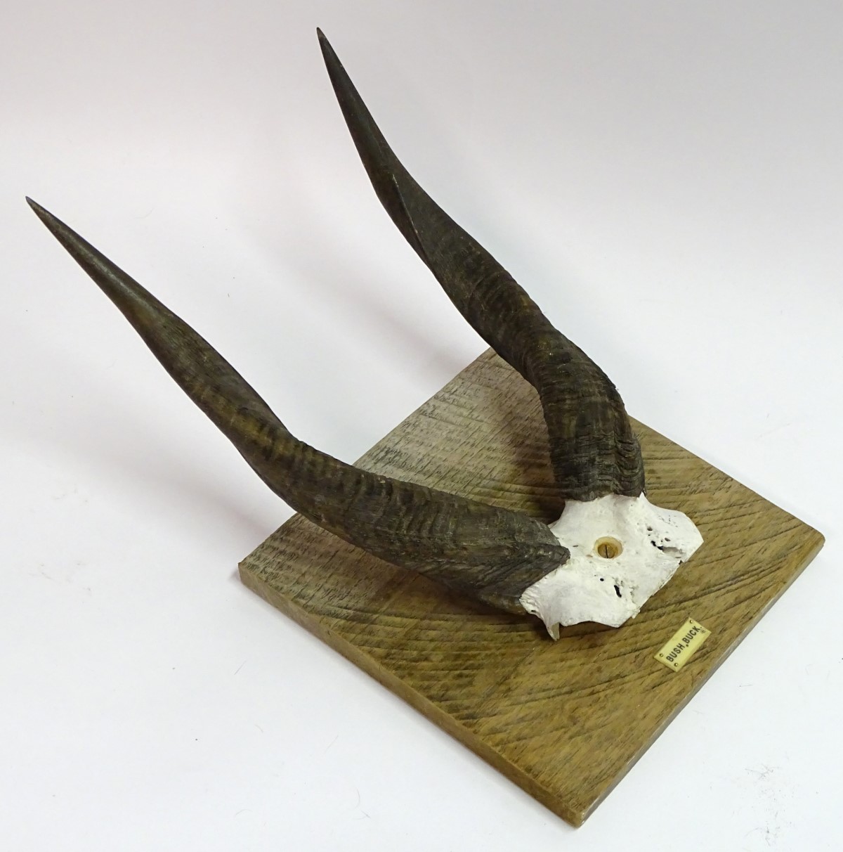 Taxidermy: A set of bushbuck antlers mounted on a square wheel cut wall hanging base, - Image 6 of 6