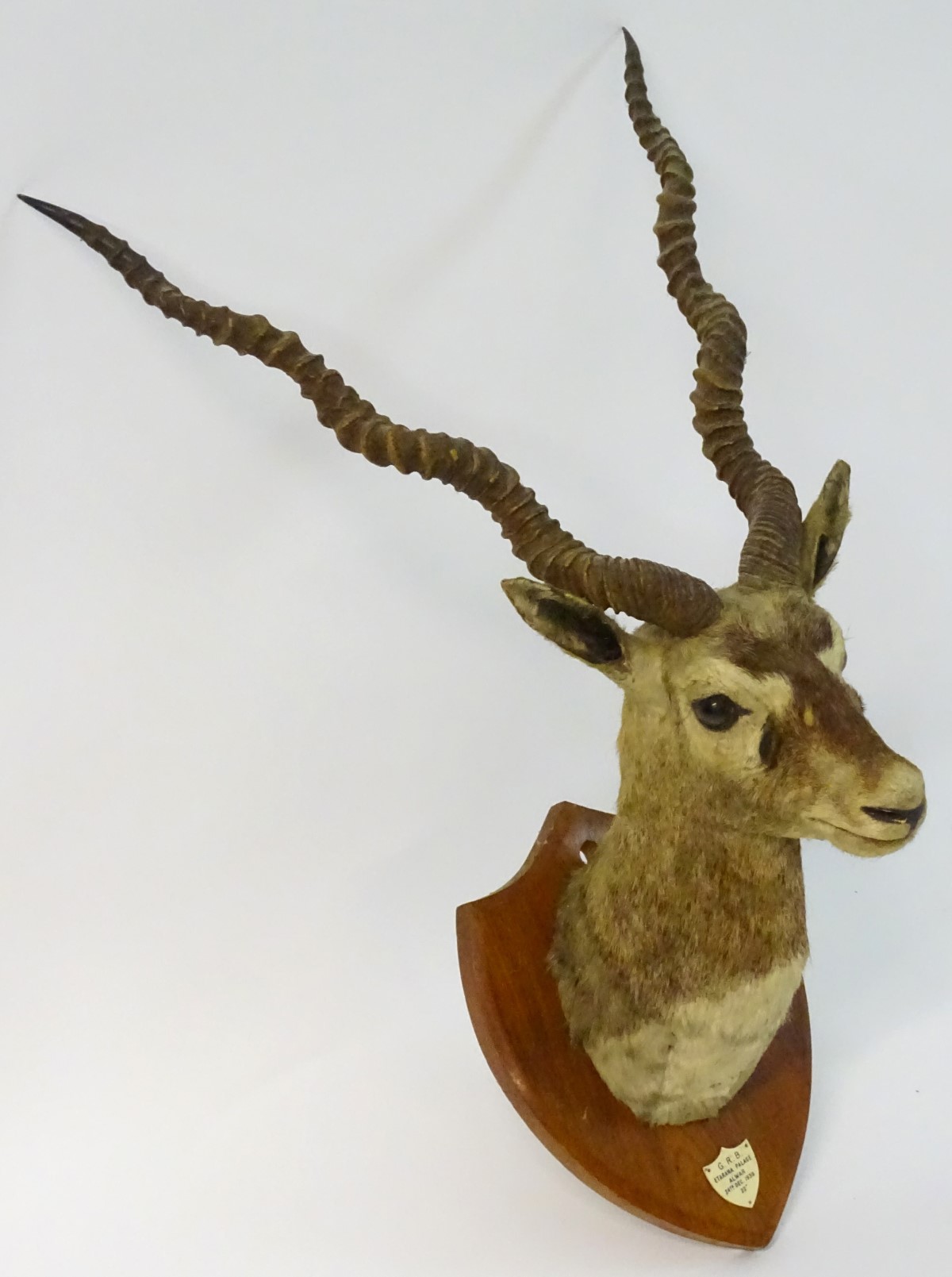 Taxidermy: a shoulder mount of a Blackbuck (Antilope cervicapra) by Van Ingen & Van Ingen of Mysore - Image 8 of 10